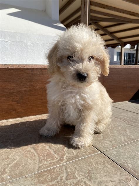 Explore our listings for adorable teacup, toy, and mini Maltipoos from trusted local breeders. . Maltipoo for sale san diego